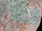 Moroccan Crinoid (Scyphocrinites) Plate #61214-3